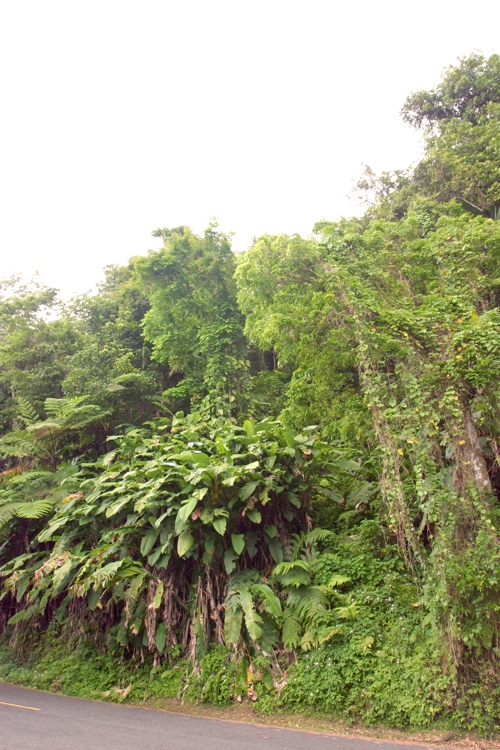 Lush foliage everywhere